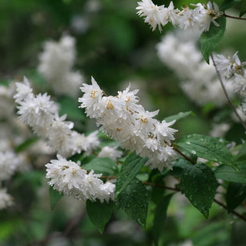 Deutzia × magnifica
