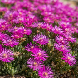 Delosperma cooperi Ocean Sunset Violet ® - Pourpier