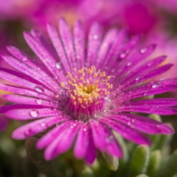 Delosperma cooperi Ocean Sunset Violet ® - Pourpier