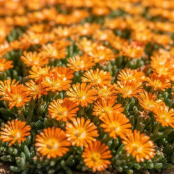 Delosperma cooperi Ocean Sunset Orange Vibe® - Pourprier