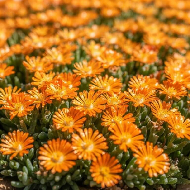 Delosperma cooperi Ocean Sunset Orange Vibe® - Pourprier