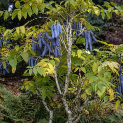 Decaisnea fargesii - Arbre aux haricots bleus