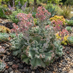Echeveria gibbiflora 'Blue Curls'