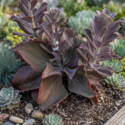 Echeveria 'Rider'