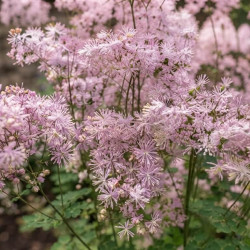 Thalictrum 'Nimbus Pink'