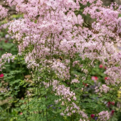 Thalictrum 'Nimbus Pink'