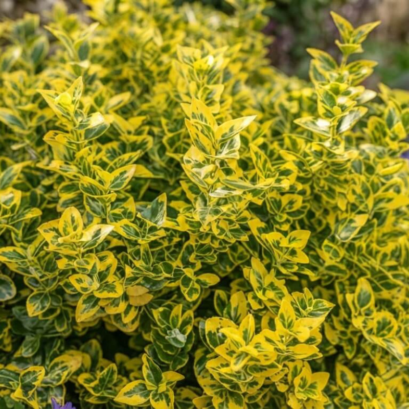 Euonymus fortunei 'Emerald Gold' - Fusain