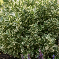 Euonymus japonicus 'Président Gauthier' - Fusain du Japon
