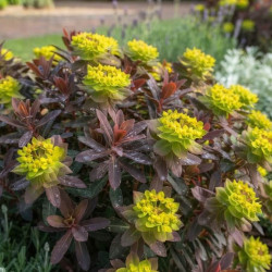Euphorbia epithymoides 'Bonfire'