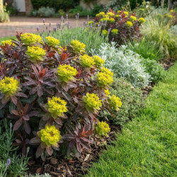 Euphorbia epithymoides 'Bonfire'