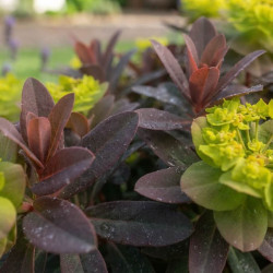Euphorbia epithymoides 'Bonfire'
