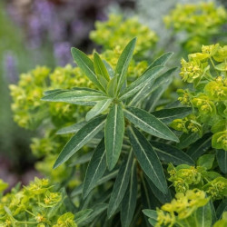 Euphorbia mellifera 'Agathe'