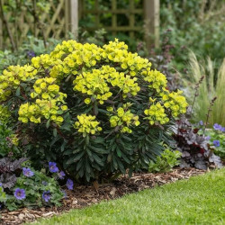 Euphorbia x martinii Ascot Petite ®