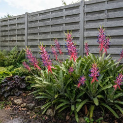 Aechmea gamosepala