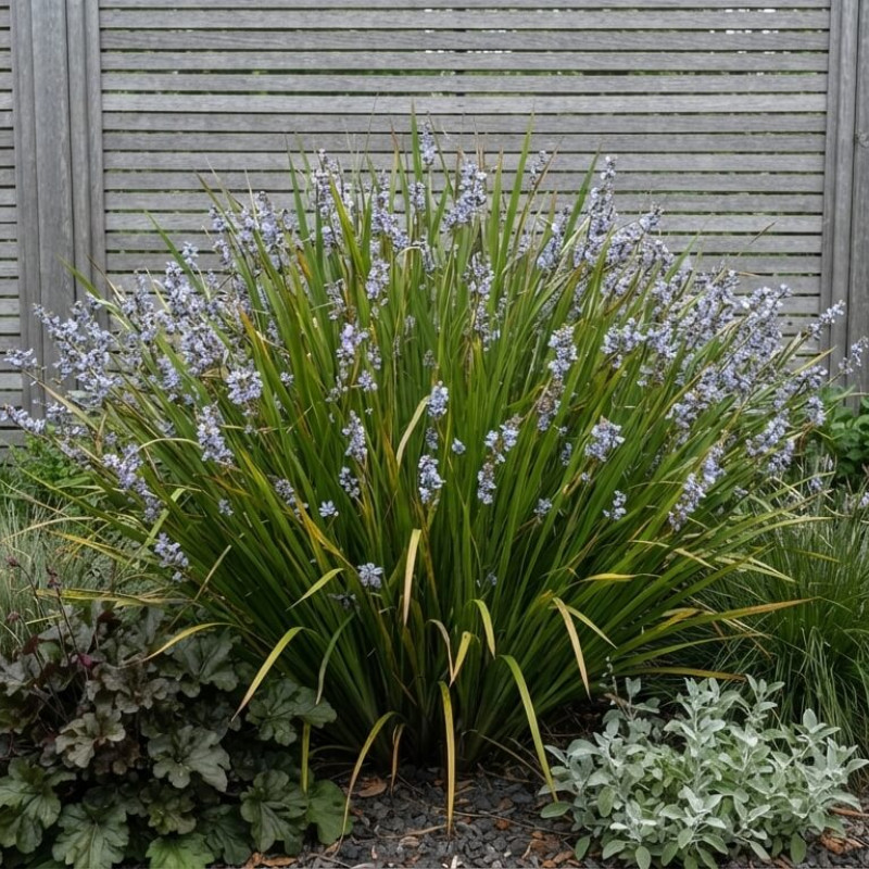 Libertia caerulescens