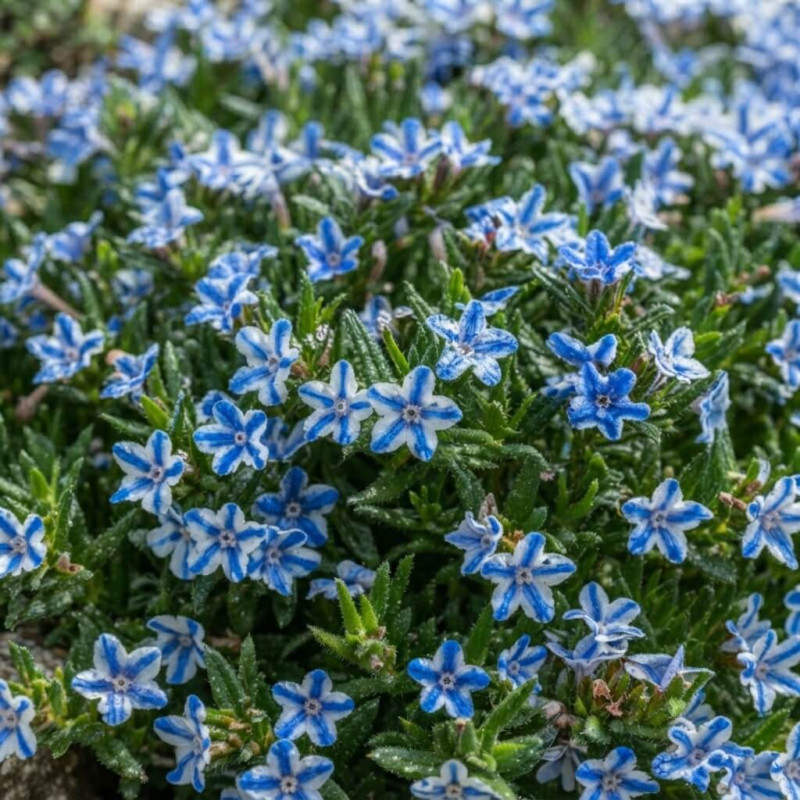 Lithodora 'Star'