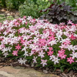 Rhodoxis ‘Fairy kisses’