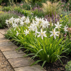 Schizostylis coccinea 'Alba'