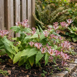 Tricyrtis hirta 'Pink Freckles'
