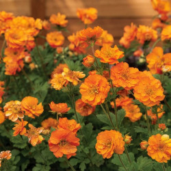 Geum 'Firestorm' - Benoîte
