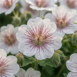 Geranium 'Derrick Cook'