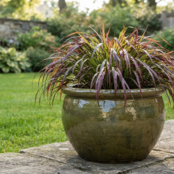 Hakonechloa 'Mulled Wine'