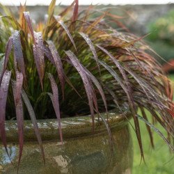 Hakonechloa 'Mulled Wine'