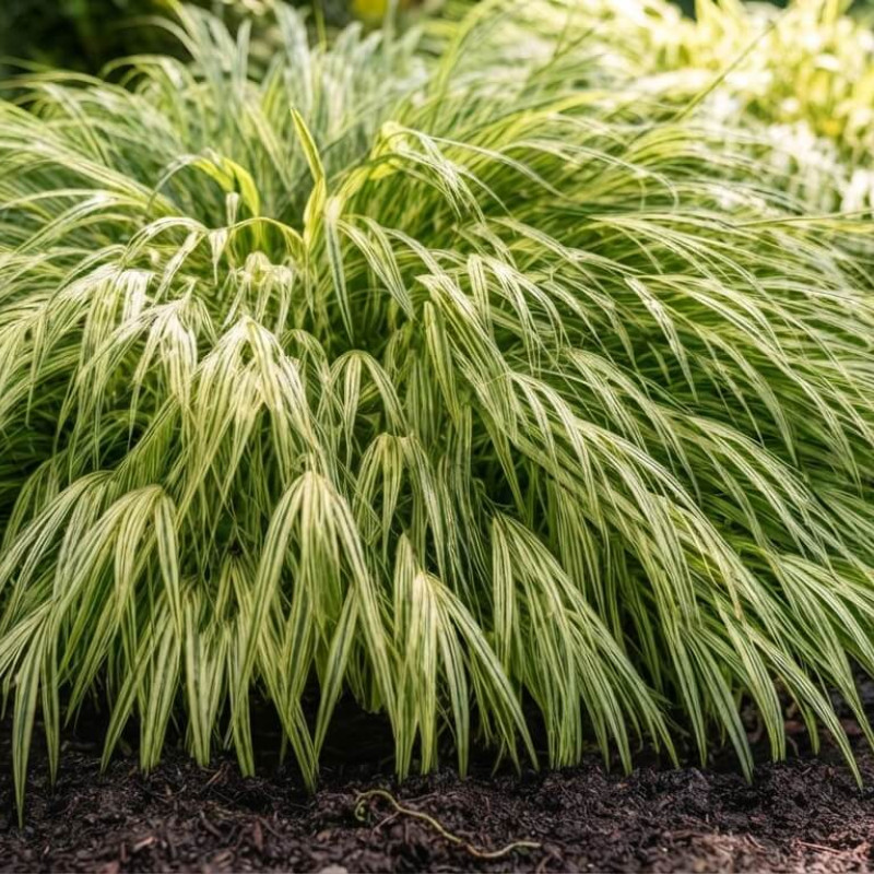 Hakonechloa macra ‘Albostriata’