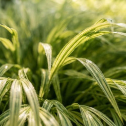 Hakonechloa macra ‘Albostriata’