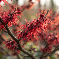 Hamamellis x intermedia 'Ruby glow'