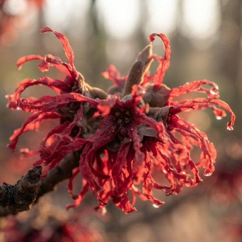 Hamamellis x intermedia 'Ruby glow'