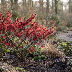 Hamamellis x intermedia 'Ruby glow'