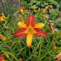 Hemerocallis 'Mary Gunter' - lis d'un jour