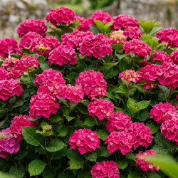 Hydrangea macrophylla ‘Sanguinea’ - Hortensia