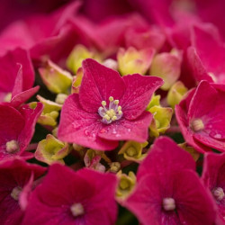 Hydrangea macrophylla ‘Sanguinea’ - Hortensia