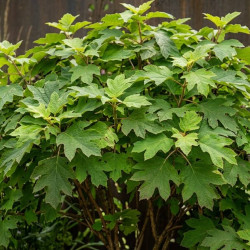 Hydrangea quercifolia 'Burgundy' - Hortensia