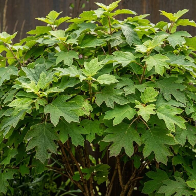 Hydrangea quercifolia 'Burgundy' - Hortensia