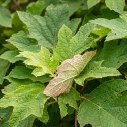 Hydrangea quercifolia 'Burgundy' - Hortensia