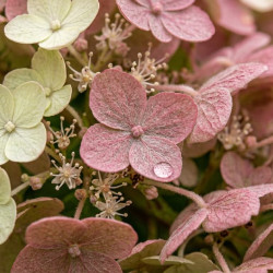 Hydrangea quercifolia 'Burgundy' - Hortensia