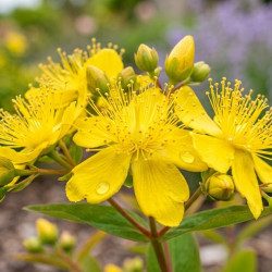 HYPERICUM calycinum - millepertuis à grandes fleurs