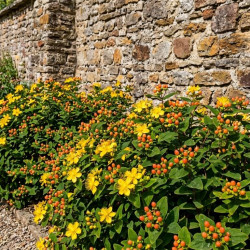 Hypericum × inodorum Magical ® ‘Flame' - millepertuis