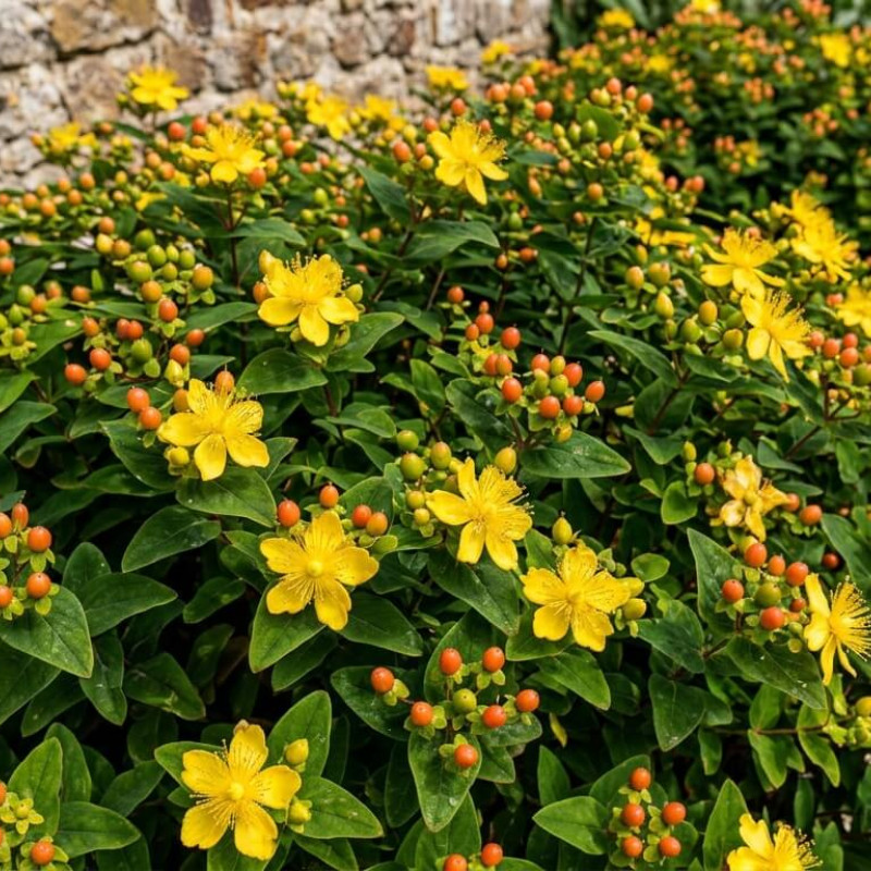 Hypericum × inodorum Magical ® ‘Flame' - millepertuis