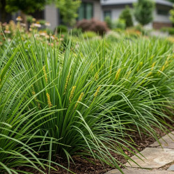 Lomandra longifolia 'Tanika'