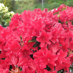 Rhododendron ‘Manderley’