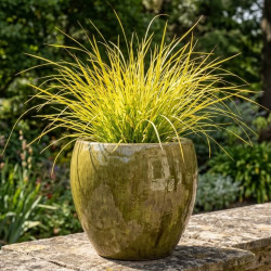 Lomandra longifolia 'Miners Gold'