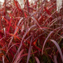 Miscanthus sinensis 'Lady in Red'