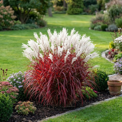 Miscanthus sinensis 'Lady in Red'