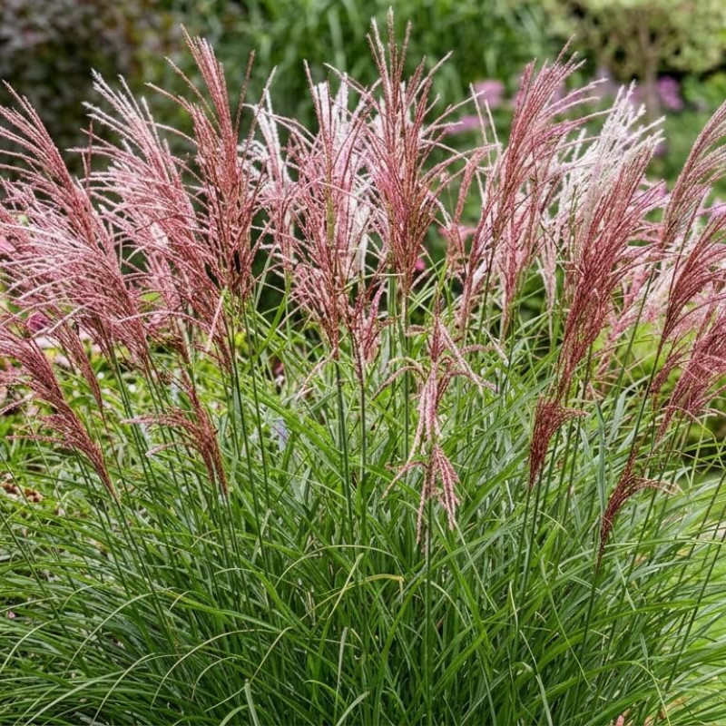 Miscanthus sinensis 'Ruby Cute'