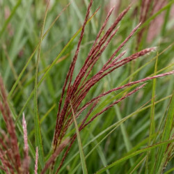 Miscanthus sinensis 'Ruby Cute'