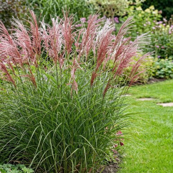 Miscanthus sinensis 'Ruby Cute'